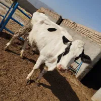 گاو شیری  با گوساله