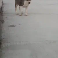 توله نرو ماده