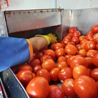 آب گوجه گیری|خوردنی و آشامیدنی|اصفهان, ارداجی|دیوار
