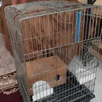 قفس عروس هلندی همراه لونه