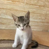 واگذاری رایگان گربه