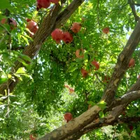 انار عروسک رباب|خوردنی و آشامیدنی|کوهنجان, |دیوار