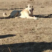 سگ پژدر 15ماهه|سگ|مهربان, |دیوار