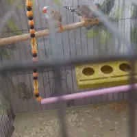 فنچ زیبا معاوضه ای