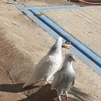 کفتر طوقی|پرنده|کوهدشت, |دیوار