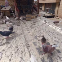 کفتر فورش فوری زیر قیمت