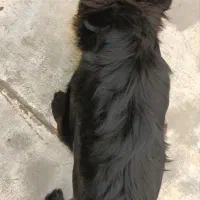 سگ ژرمن بلک موبلند