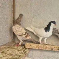 کبوتر ماده خطی وشستی|پرنده|قزوین, |دیوار