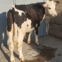 گاو یا گوساله نر سیمنتال اصیل طلای ناب