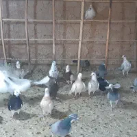 کبوتر|پرنده|اسفراین, |دیوار