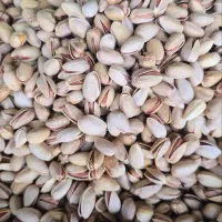 پسته اکبری انس 22