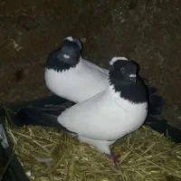 کبوتر باغ وحش