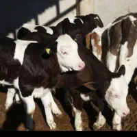 بازار بزرگ گوساله