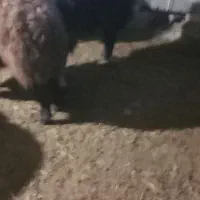 فروش  نیسان