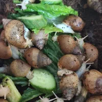 حلزون آلبینو آچاتینای