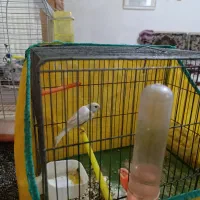 قناری نر و ماده|پرنده|ملایر, |دیوار