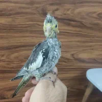 عروس و کوتوله|پرنده|مشهد, توس (بلوار توس)|دیوار