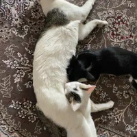 گربه