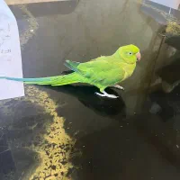 فروش طوطی ملنگو سخنگو