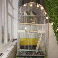 عروس هلندی و گرینجک|پرنده|شیراز, کرونی(خاتونک)|دیوار