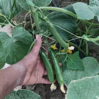 خیار خیارشوری