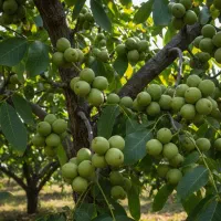 نهالستان انواع نهال های درجه یک اقتصادی