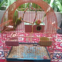 طوطی کوتوله فشیر 6 ماهه