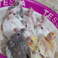 ۹ عدد طوطی جوجه عروس هلندی معاوضه با گرینچیک جفت