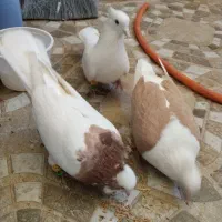 طوقی پشتدار سفید