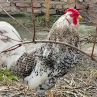 مرغ گلین و خروس گلین اصیل