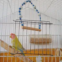 طوطی برزیلی