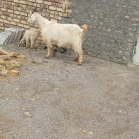 تعدادیک عددبزجمل بفروش میرسد