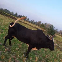 واگذاری ورزا چالوسی|حیوانات مزرعه|سنگر, |دیوار