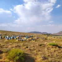 عسل طبیعی