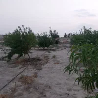 فروش درختان ۴ ساله  سیب هلو شلیل زردآلو گوجه سبز|گل و گیاه طبیعی|نسیم‌شهر, |دیوار