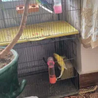 3 جفت مرغ عشق و جوجه دار