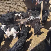 کهره دوبهر ماده ۲۸ ماده ۷تا نر فقط نقدی