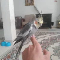 عروس هلندی سخنگو|پرنده|طرقبه, |دیوار