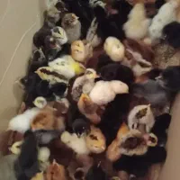 جوجه دورگه گلپایگان، گردن لخت، جوجه گوشتی راس ۳۰۸