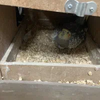 طوطی|پرنده|مشهد, ابوذر|دیوار