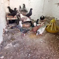 تعدادی کفتر پریده