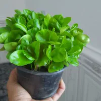 فروش سبزه نارنج