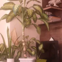 گل دیفن|گل و گیاه طبیعی|فولادشهر, مسکن مهر فولادشهر|دیوار