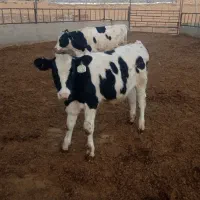 گوساله هلشتاین|حیوانات مزرعه|قنوات, |دیوار