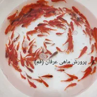 ماهی قرمز