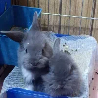 خرگوش لوپ پشمالو