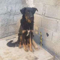 ژرمن دوبرمن