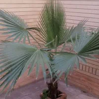 درخت نخل|گل و گیاه طبیعی|شیراز, انجیر|دیوار