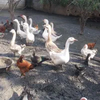 قو غاز  های سالم و سرحال