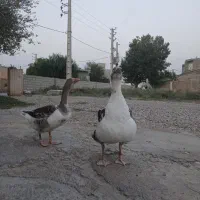 غاز نر|حیوانات مزرعه|گنبد کاووس, |دیوار